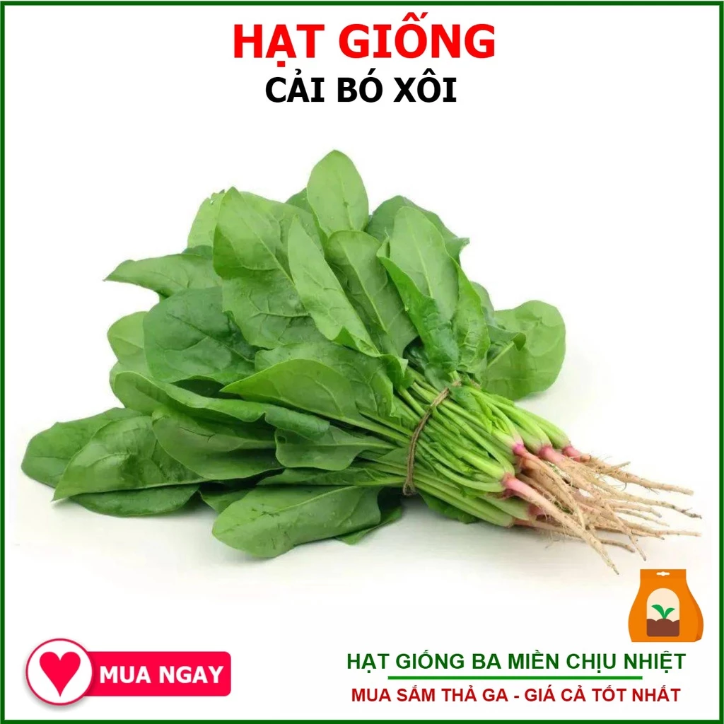 5 Gram Hạt Giống Cải Bó Xôi Chịu Nhiệt Turkana