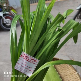 lá dứa tươi ngon 250g dùng nấu chè, nấu xôi, nấu sâm, trang trí, rau câu, làm bánh