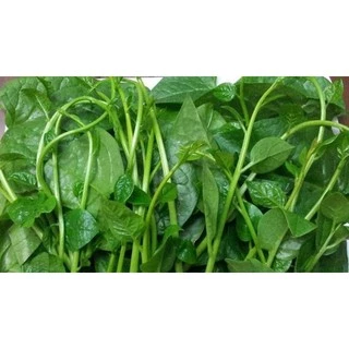 hạt giống rau mùng tơi 10 gram