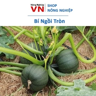 10H - Hạt giống bí ngòi tròn