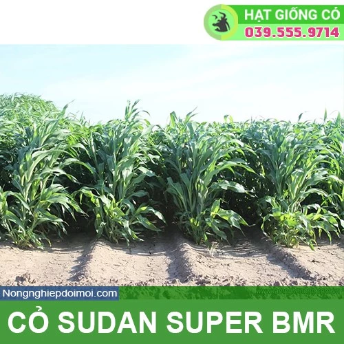 Hạt giống cỏ Sudan Super BMR - Cỏ Họ Ngô (gói 200g) - Hạt Giống Cỏ Chăn Nuôi