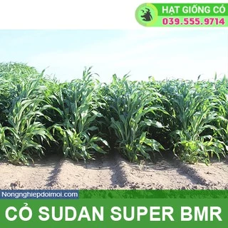 Hạt giống cỏ Sudan Super BMR - Cỏ Họ Ngô  1kg - Hạt Giống Cỏ Chăn Nuôi