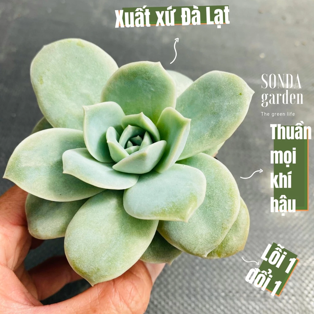 Sen đá hồng hà lan lá lớn SONDA GARDEN size bé 5-8cm, cây cảnh trang trí nhà cửa, lỗi 1 đổi 1