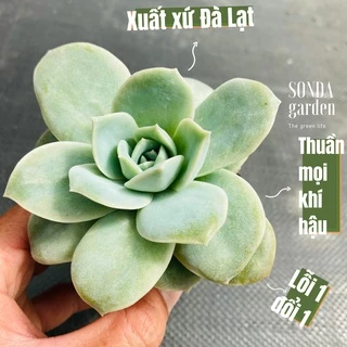 Sen đá hồng hà lan lá lớn SONDA GARDEN size bé 5-8cm, cây cảnh trang trí nhà cửa, lỗi 1 đổi 1