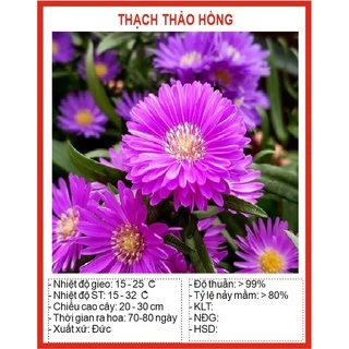 Hạt Giống Hoa Thạch Thảo Hồng 50 Hạt