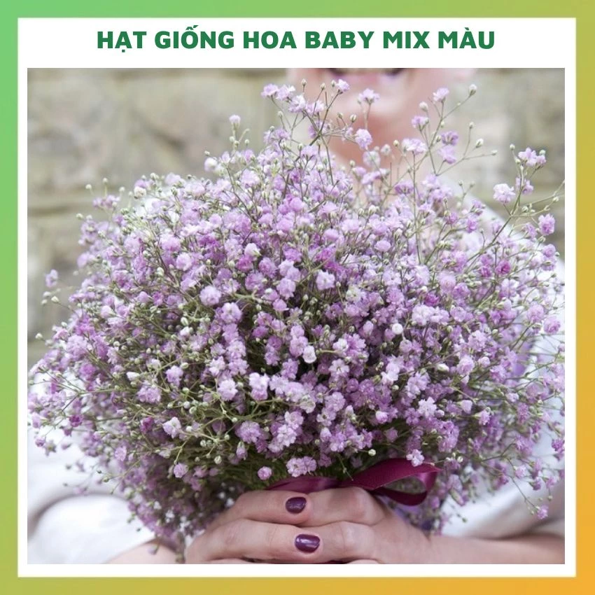 Hạt giống hoa baby nhiều màu đẹp mix trắng hồng dễ trồng, chăm sóc tỉ lệ nảy mầm cao 0,03g RADO897