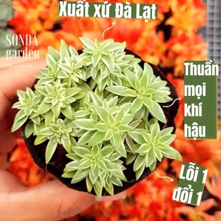 Sen đá cỏ trắng SONDA GARDEN size bé 5-8cm cây cảnh trang trí nhà cửa, lỗi 1 đổi 1