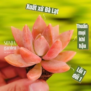 Sen đá đá đỏ SONDA GARDEN size mini 2.5-4cm, cây cảnh trang trí nhà cửa, lỗi 1 đổi 1