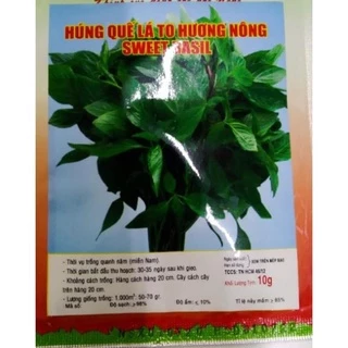 Hạt Giống Rau Quế Húng Quế - Gói 5 Gr