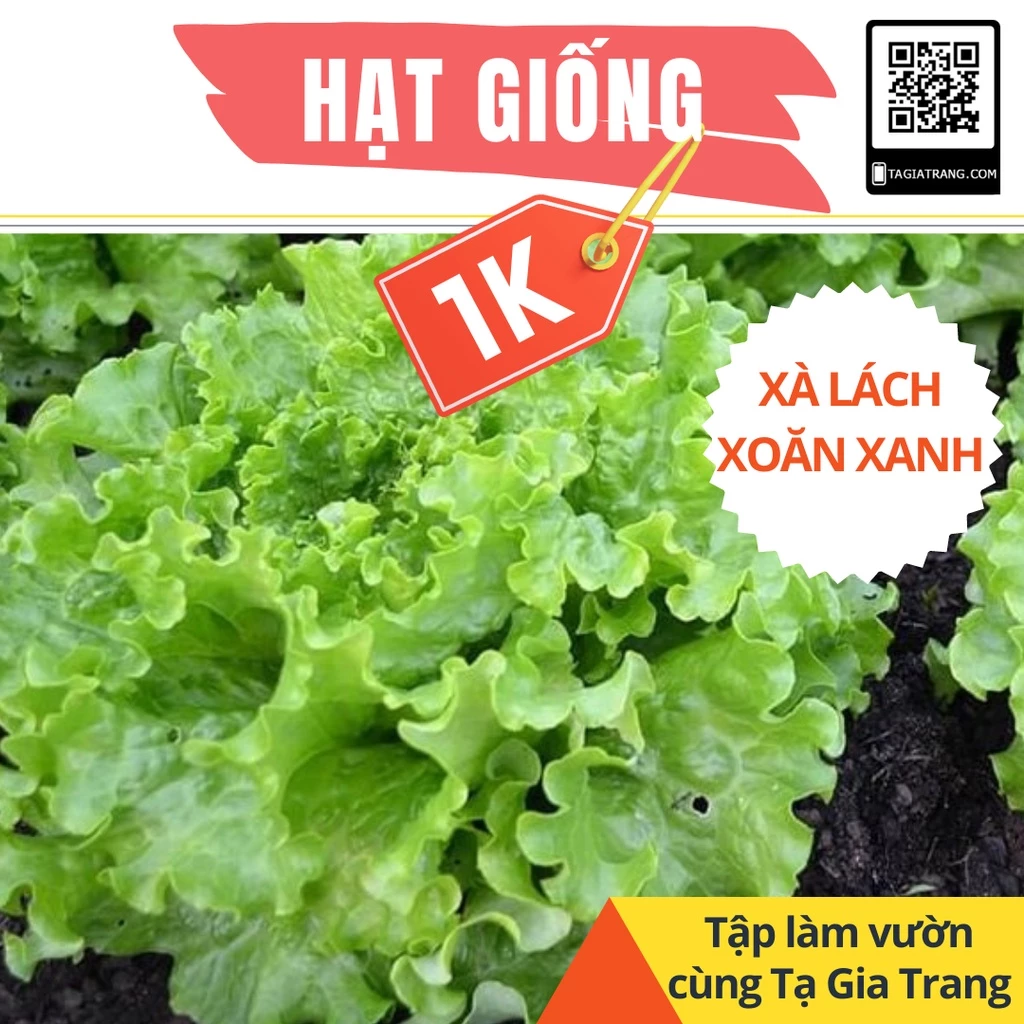 Deal 1K - 50 Hạt giống xà lách xoăn xanh - Tập làm vườn cùng Tạ Gia Trang