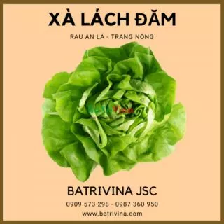 Gói 2g Hạt giống xà lách đăm - xà lách cuộn trang nông