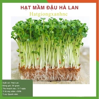 Hạt giống rau mầm đậu hà lan 25g dễ trồng thuộc loại rau của quả trồng quanh năm