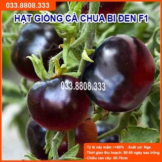 Hạt giống cà chua bi đen - quả to đẹp