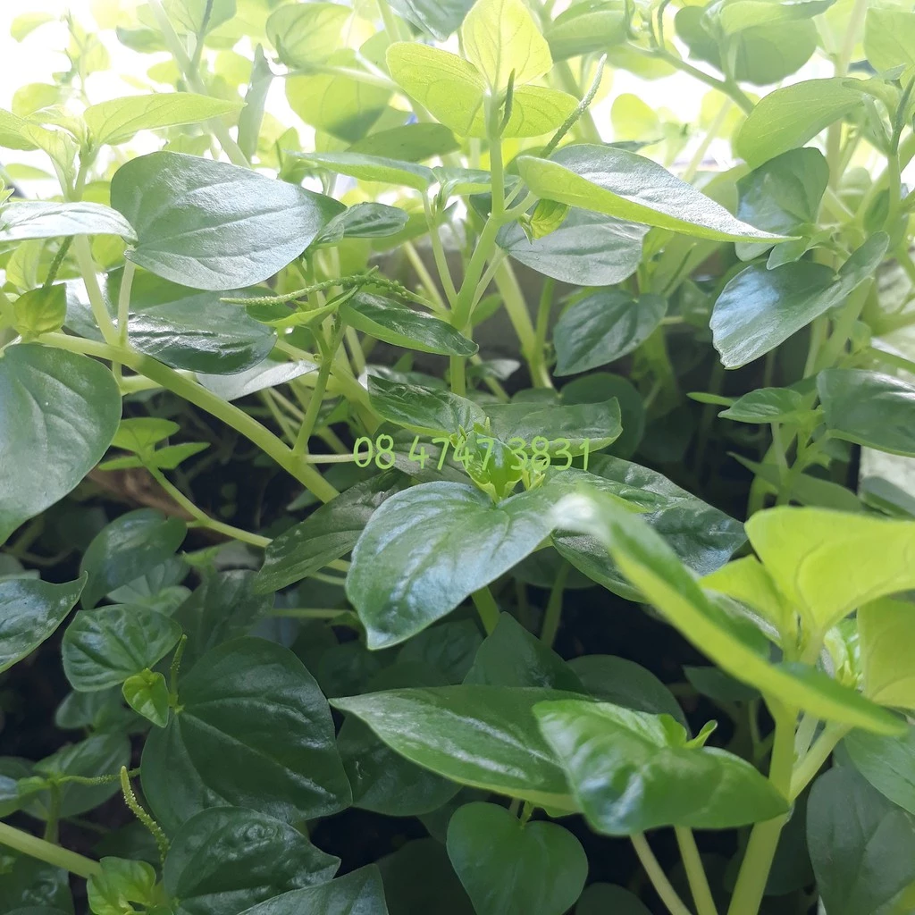 [Seeds] Hạt giống Rau Càng Cua, đóng gói 0.5gr