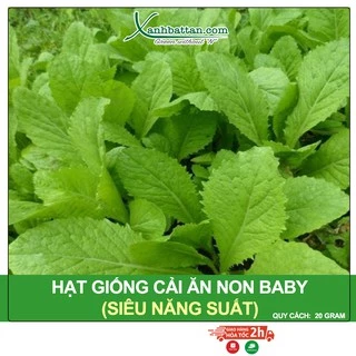 Hạt Giống Cải Ăn Non Baby Phú Nông Gói 20 Gram