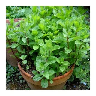 HẠT GIỐNG CÂY HÚNG BẠC HÀ ( MINT PEPPER )