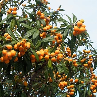 Cây Biwa - cây giống Nhót Nhật Bản siêu ngọt size nhỏ 30-50cm