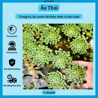 Cây ấu thái trang trí bể thủy sinh cá cảnh