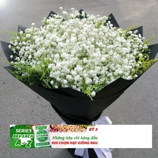 50h Hạt Giống Hoa Baby Breath Lâu Năm Bông Nhỏ