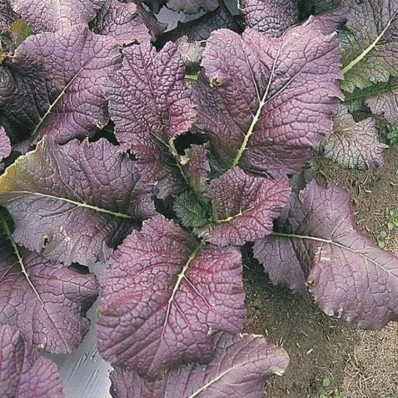 Hạt giống rau cải canh lá đỏ ( tặng phân bón , kích mầm ) .