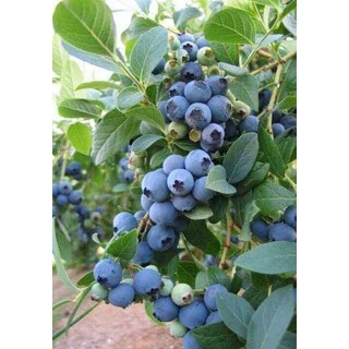 Cây Việt Quất tứ quý (Blueberry) trưởng thành, ra trái 4 mùa quanh năm - giống siêu trái, cao 40-60cm