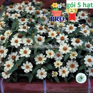 100h Hạt Giống Hoa Cúc Lá Nhám Lùn Sai Bông Profusion Trắng (| -KD: B36*V73)