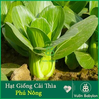 Hạt Giống Cải Thìa 20Gr Bẹ Lớn, Ngọt - Hạt Giống Cải Chíp Cao Sản Năng Suất Cao