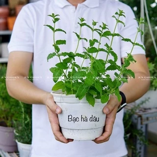 Bạc Hà Dâu Strawberry Mint Thơm Mùi Dâu Đặc Biệt Dùng Pha Chế - Jun Garden