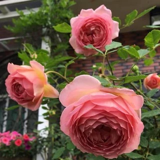 cây hoa hồng Jubilee Celebration rose
