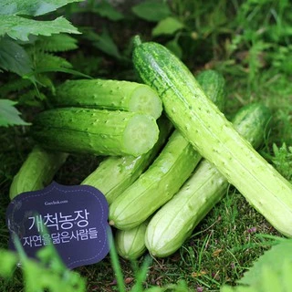 [Hạt giống Hàn Quốc] Hạt giống dưa leo nếp Hàn Quốc - tỷ lệ nảy mầm 97%