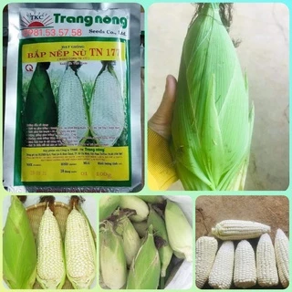 Hạt giống bắp nếp nù sữa Trang Nông gói 100gr, hạt giống rau củ quả dễ trồng