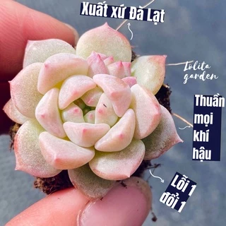 Sen đá dù hồng Đà Lạt size mini cây cảnh trang trí nhà cửa Lolita garden