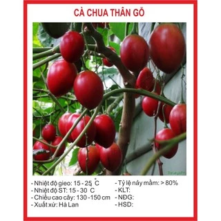 Hạt Giống Cà Chua Thân Gỗ 4 Hạt