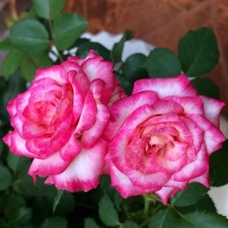 cây hoa hồng sếu