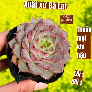 Sen đá hoa hồng đỏ Đà Lạt size bé cây cảnh trang trí nhà cửa Toro garden