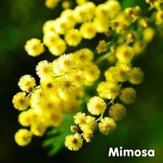 Tinh dầu hoa Mimosa Essential Oil