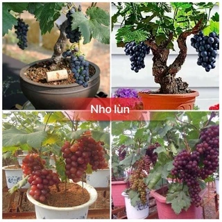 Hạt giống nho lùn F1