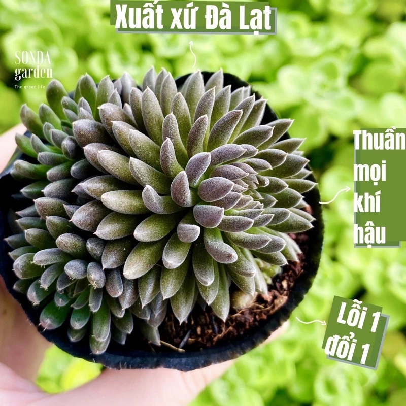 Sen đá nhím đen SONDA GARDEN size bé 5-8cm, cây cảnh trang trí nhà cửa, lỗi 1 đổi 1