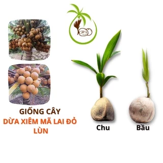 Giống CÂY DỪA XIÊM LÙN MÃ LAI ĐỎ (Đích Chu - Đích Bầu) - tại Bến Tre | Thân Lùn - Siêu Trái - Đạt Tiêu Chuẩn Xuất Khẩu