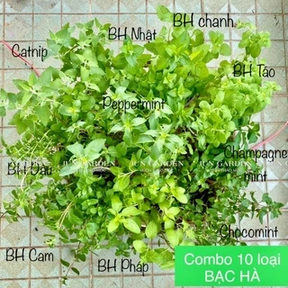 Combo 10 Loại Bạc Hà Dùng Pha Chế Các Loại Thức Uống, Salad, Làm Bánh Và Nhiều Công Dụng Khác - Jun Garden