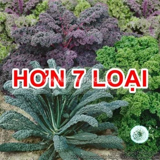 0.5Gr 150h Hạt Giống Cải Xoăn Kale Crazy Mix (B2.405| B19*W55*M016)