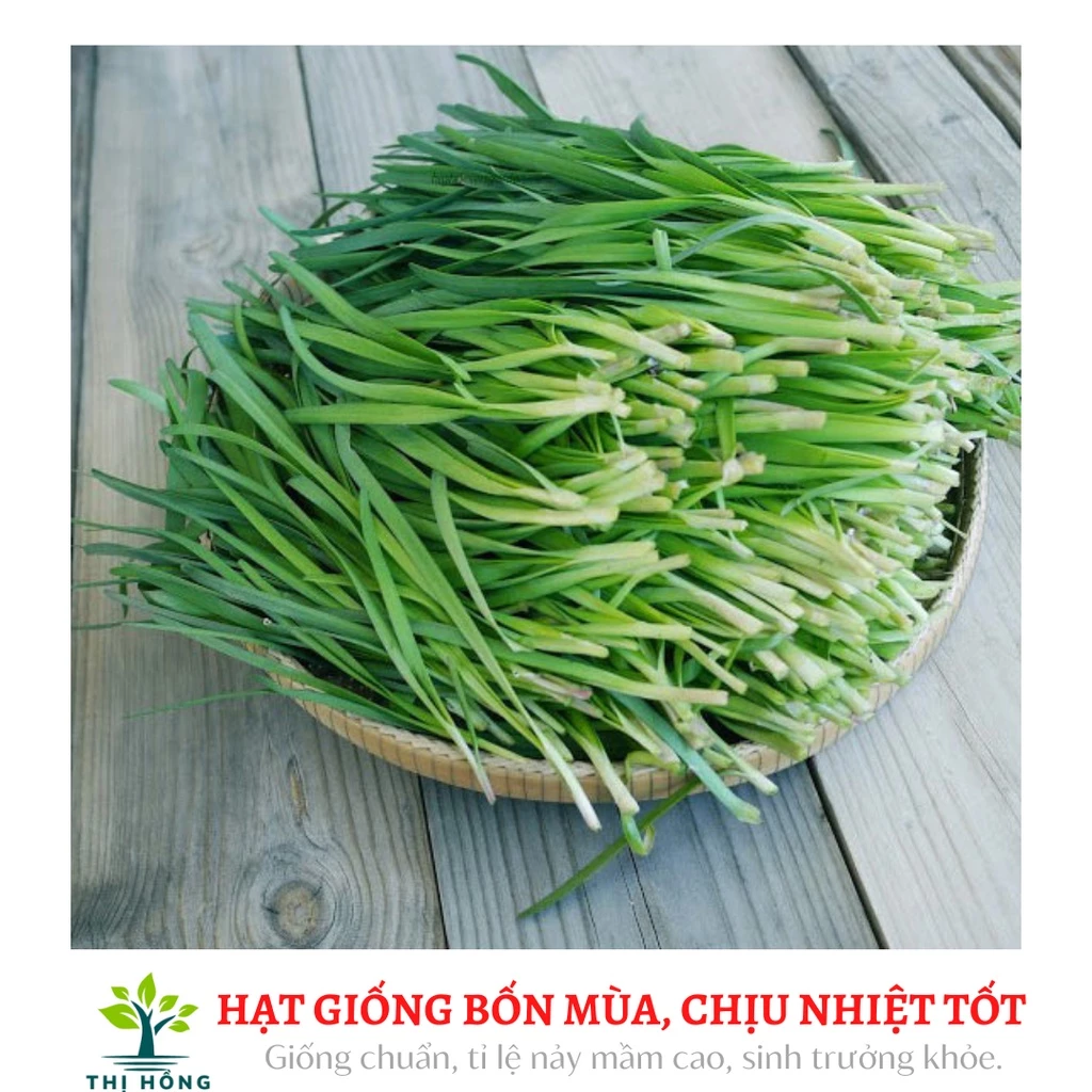 Hạt giống hẹ 1g (mùi thơm nồng, thân bụ, lá dày bản)