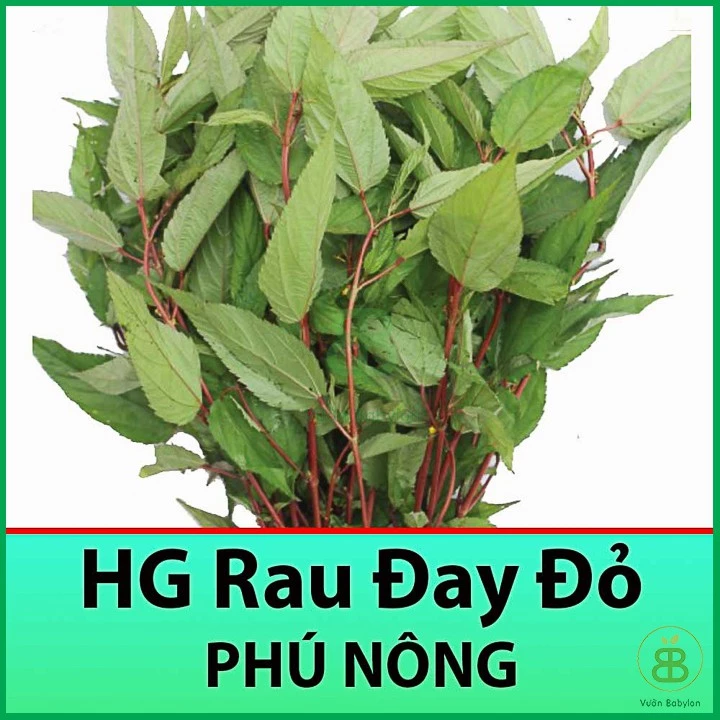 Hạt Giống Rau Đay Đỏ 20Gr Dễ Trồng, Nhiều Dinh Dưỡng