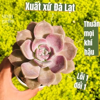 Sen đá hồng mập SONDA GARDEN size trung bình 10-12cm, cây cảnh trang trí nhà cửa, lỗi 1 đổi 1