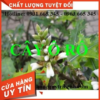 Cây Ô Rô Khô 1Kg - Hàng Loại 1 - Thảo Dược Uy Tín