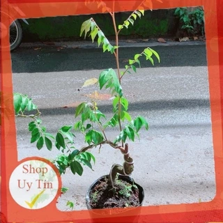 Cây Khế Bonsai