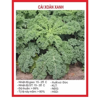 Hạt giống Cải Xoăn Xanh - cải Kale xanh 0,2gr ~ 20 hạt