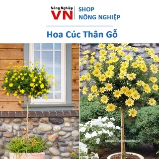 Hạt Giống Hoa Cúc Thân Gỗ 50 Hạt