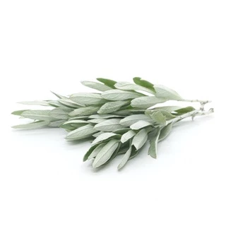 Hạt cây ngải bạc (cây xô thơm trắng) ~ dùng để chiết xuất tinh dầu cao cấp 100h