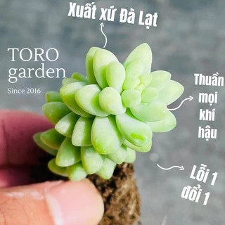 Sen đá chuỗi ngọc bi Đà Lạt size mini cây cảnh trang trí nhà cửa Toro garden